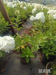 高度35厘米木绣球