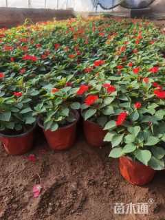 高度15厘米非洲凤仙