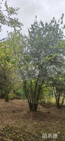 70公分丛生朴树