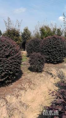 冠幅180厘米红花继木球