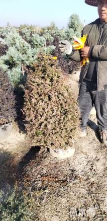 高度100厘米小丑火棘