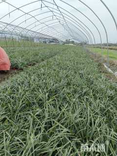 高度20厘米兰花