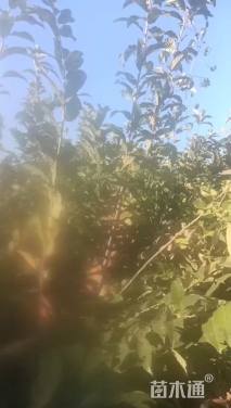 高度70厘米板栗