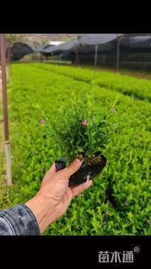 高度20厘米满天星