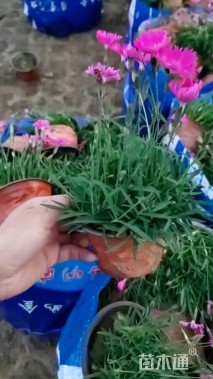 高度15厘米欧石竹