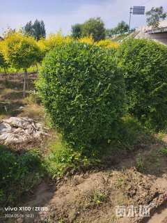 高度150厘米水蜡球