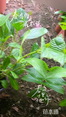 高度10厘米绣球