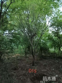 18公分小叶鸡爪槭