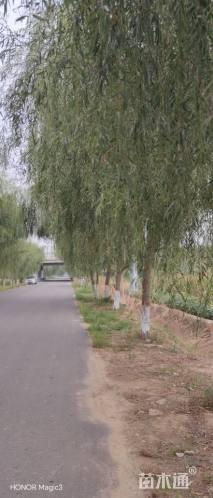 高度350厘米丁香