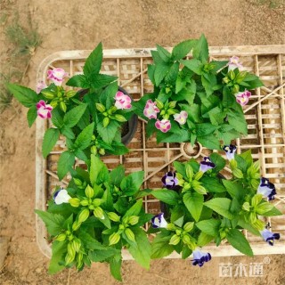 高度20厘米夏堇