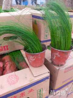 高度15厘米细叶针芒