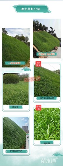 四季青草坪种子