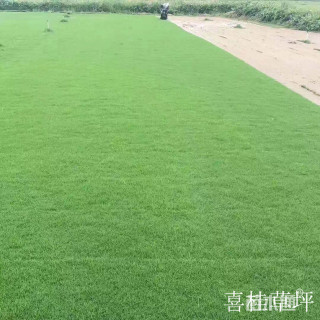 天堂草