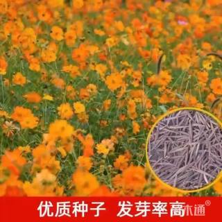 硫华菊硫华菊种子