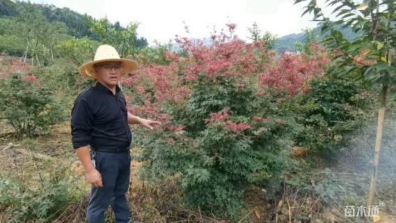 高度180厘米丛生红枫