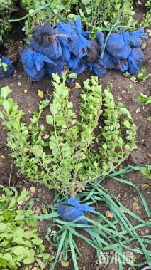 高度30厘米胶东卫矛