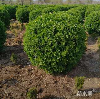 冠幅220厘米卫矛球