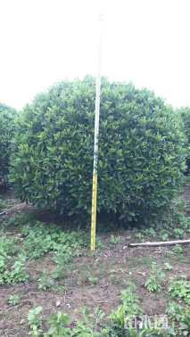 高度230厘米非洲茉莉球