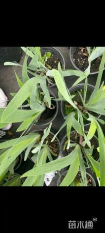 高度20厘米德国鸢尾