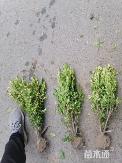 60厘米小叶黄杨球