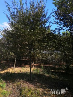 9.5公分榉树