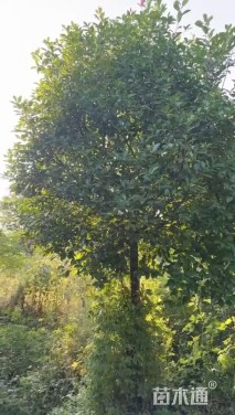 12公分红叶石楠