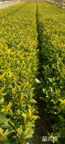 高度30厘米欧洲荚蒾