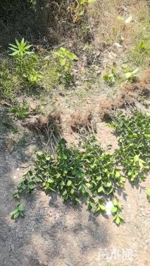 高度30厘米大叶黄杨