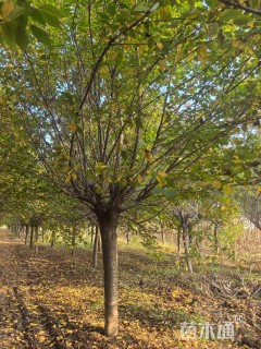 17公分日本晚樱