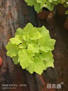 高度20厘米矾根