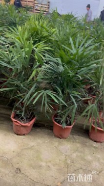 裸干高90厘米棕竹