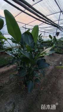 高度120厘米天堂鸟