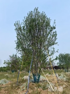 高度800厘米丛生红枫