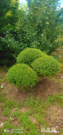 高度100厘米连翘