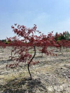 高度80厘米羽毛枫