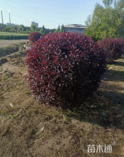 高度80厘米密枝红叶李球球