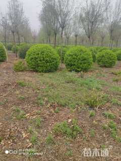 冠幅150厘米卫矛球