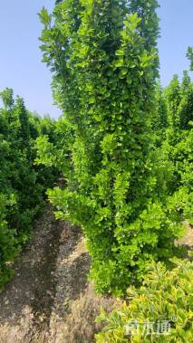 高度220厘米大叶黄杨柱