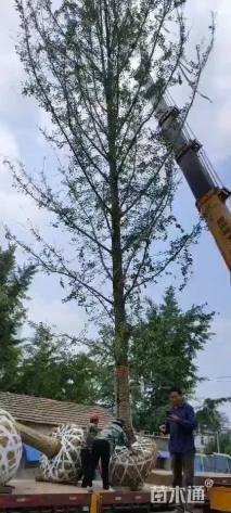 35公分银杏