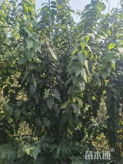 高度200厘米蜡梅