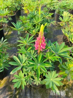 高度30厘米羽扇豆