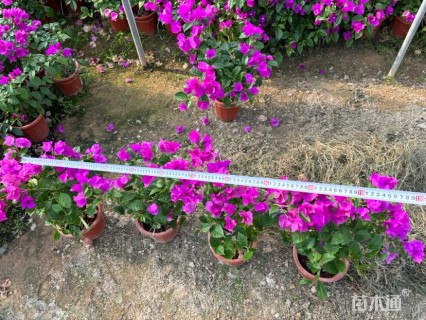 高度50厘米紫花三角梅