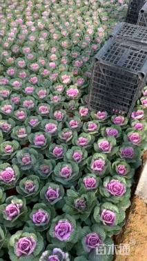 高度15厘米玫瑰