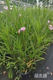 高度20厘米翠芦莉