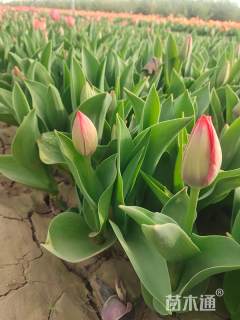 高度20厘米郁金香