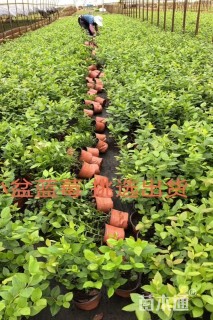 高度25厘米蓝莓