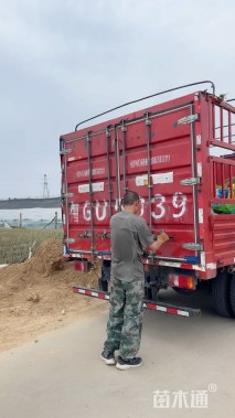 高度40厘米马缨丹