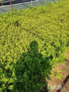 高度30厘米朱槿