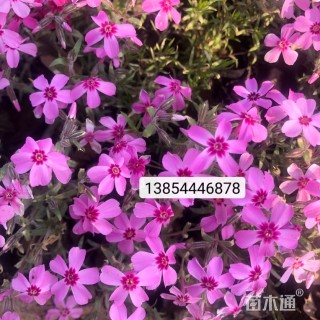 高度10厘米宿根福禄考