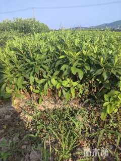 高度30厘米毛鹃